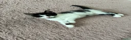 British Shorthair cats for sale: 2 adorable sisters - Advert 5