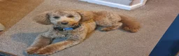 Toy Poodle dogs for stud: Toy Poodle for Stud - Advert 8