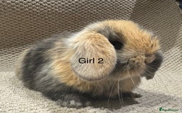 Mini Lop rabbits for sale: 🐰STUNNING MINI LOPS 🐰 ready to reserve!! - Image 4