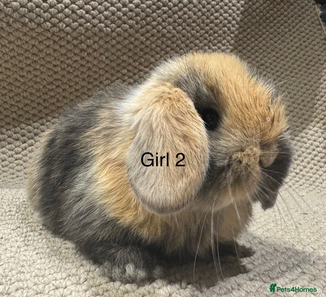 Mini Lop rabbits for sale: 🐰STUNNING MINI LOPS 🐰 ready to reserve!! - Image 4