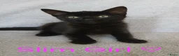 Mixed Breed cats for sale: Cute Kittens - Advert 6