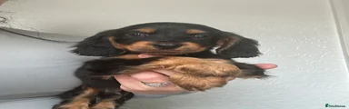 Cocker Spaniel 3