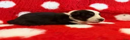 Border Collie dogs for sale: Beautiful Border Collie pups.  - Advert 3