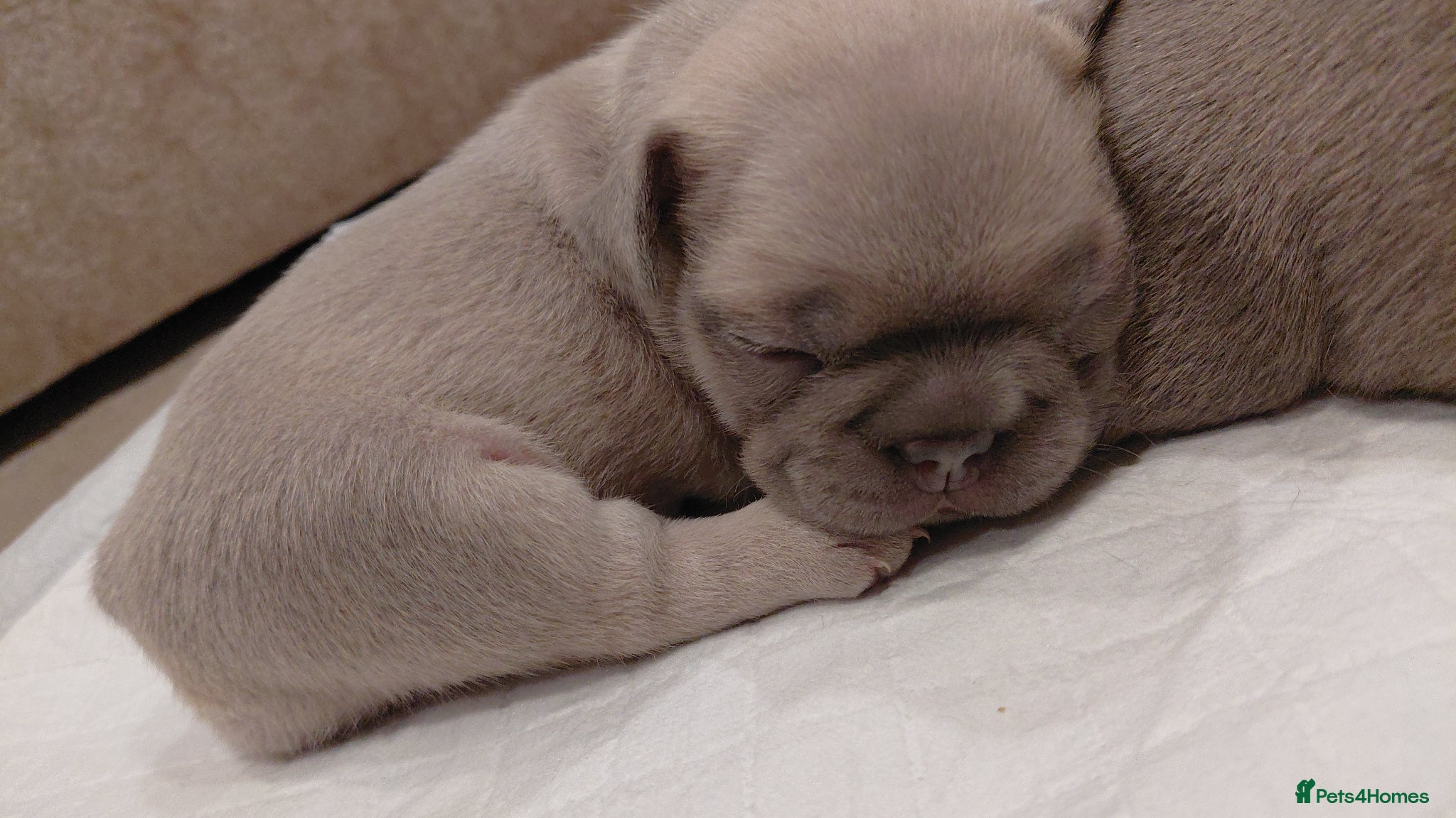 French Bulldog dogs ❤️ Beautiful 5 generation pedigree puppies - Advert 2