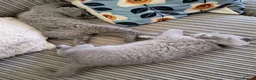 British Shorthair cats for sale: GCCF Registered Britsh Shorthairs £990 for both - Advert 8