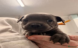 Staffordshire Bull Terrier dogs for sale: 🐾Beautiful chunky Staffies 🐾 - Image 5