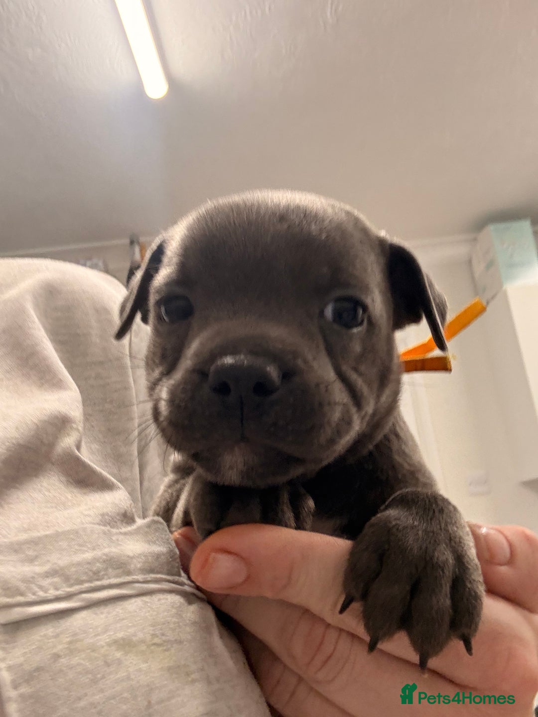 Staffordshire Bull Terrier dogs for sale: 🐾Beautiful chunky Staffies 🐾 - Image 5