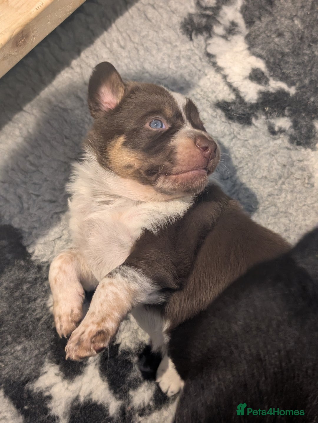 Border Collie dogs for sale: Collie mix puppies looking for their families! - Image 13