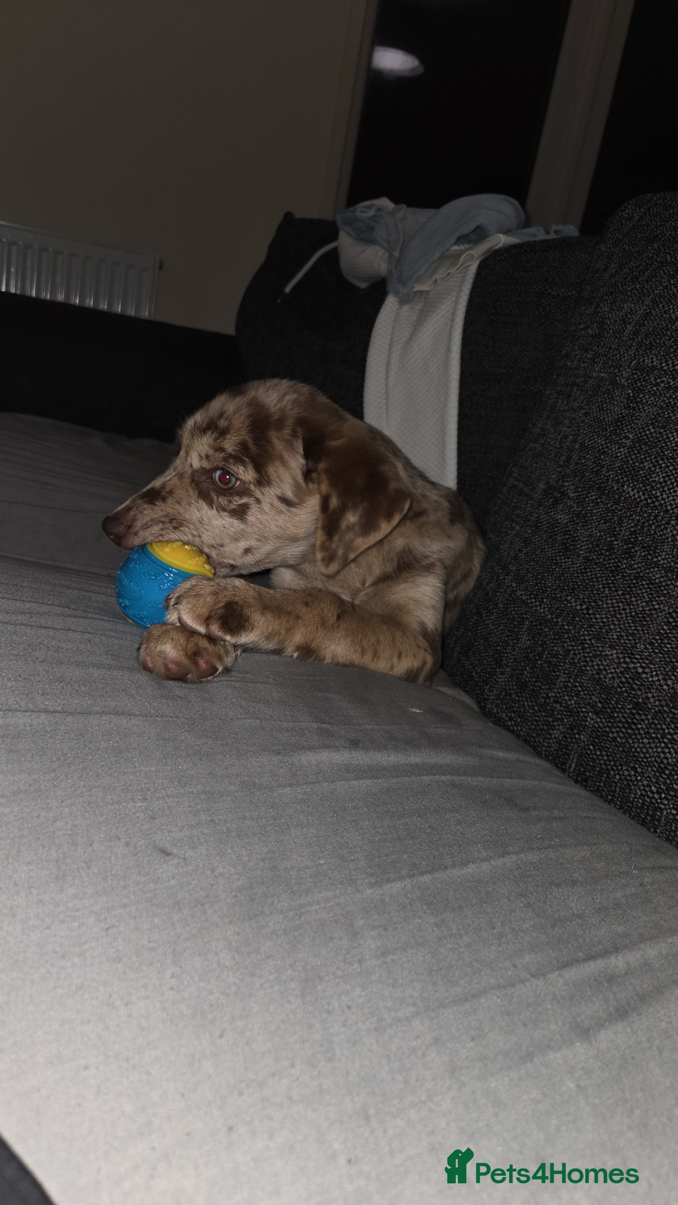 Mixed Breed dogs Collie cross lab - Advert 1