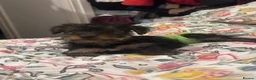 Yorkshire Terrier dogs for sale: Adorable Yorkshire Terrier Puppy Ready for Love - Advert 9
