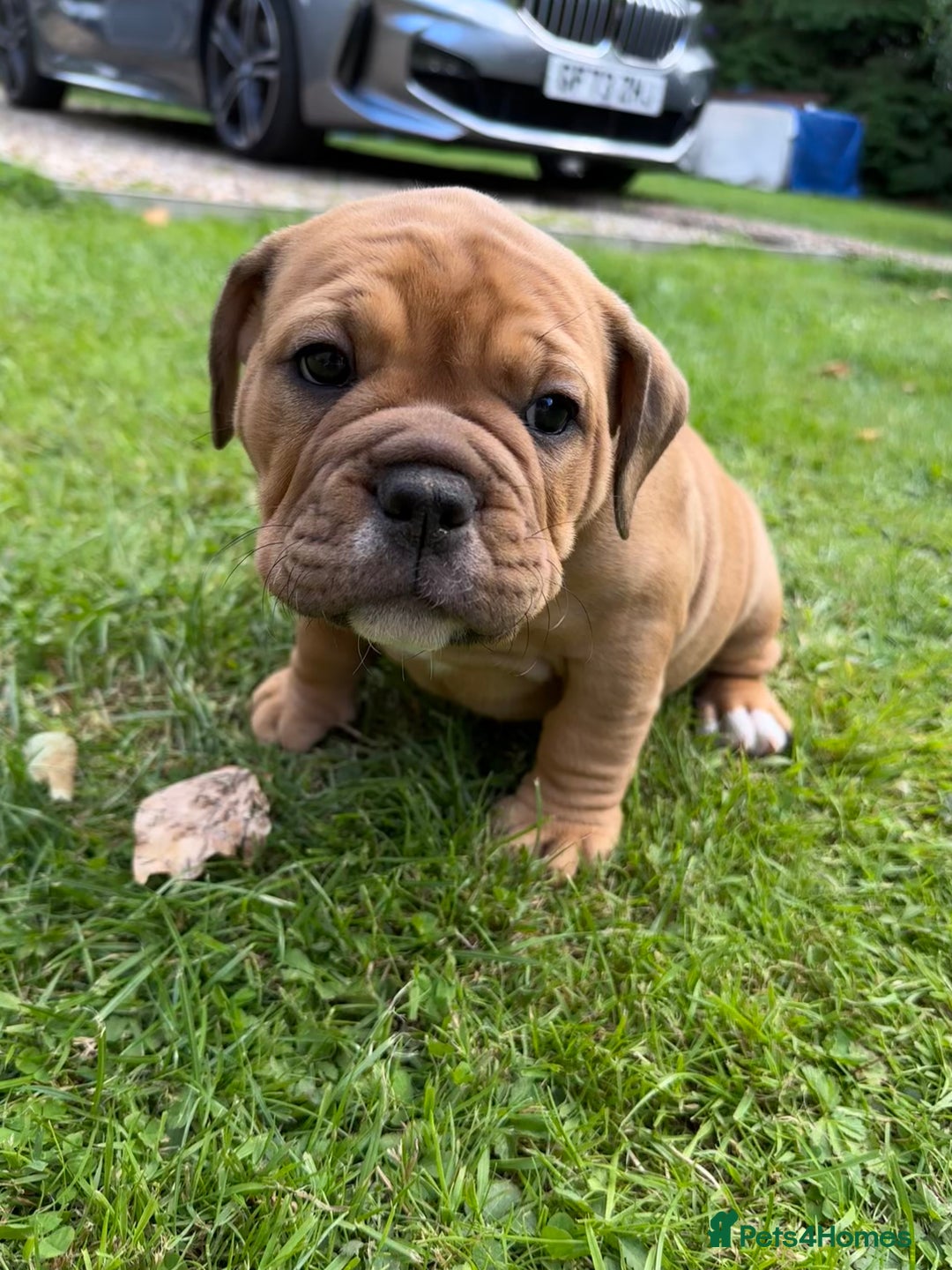 Old Tyme Bulldog dogs for sale: **Chunky NEBBER OLD TYME BULLDOG** - Image 4