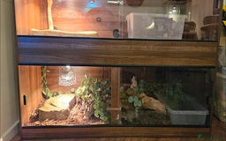 Snake reptiles for sale: Reptile rehoming - Image 5