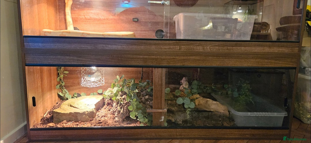 Snake reptiles for sale: Reptile rehoming - Image 5