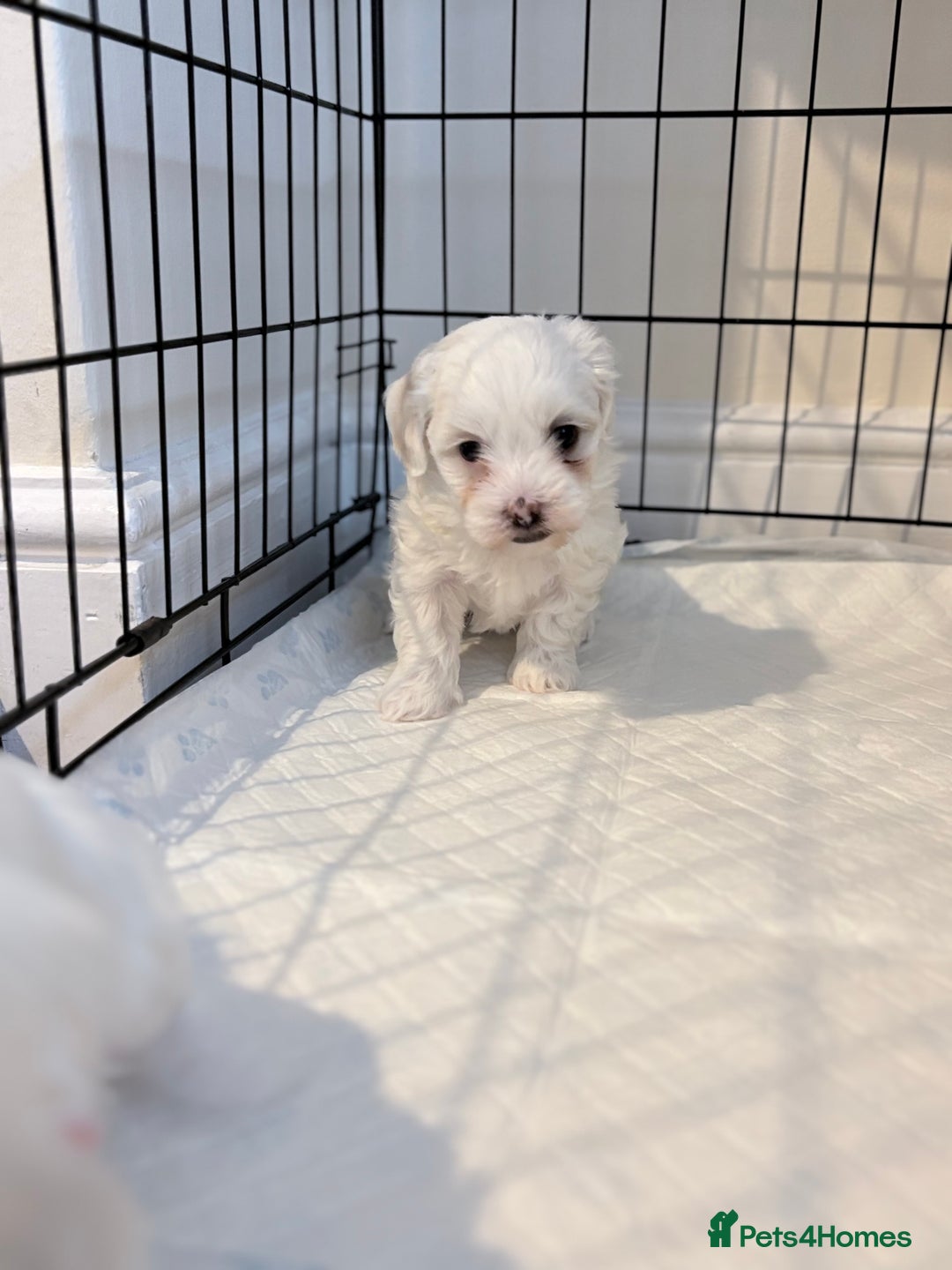 Bichon Frise dogs for sale: Bichon Frise Puppies for Sale 🐶 - Advert 9