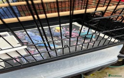 Budgerigars birds for sale: Baby budgie  - Advert 1