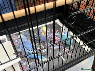 Budgerigars birds for sale: Baby budgie - Advert 1