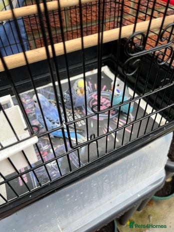 Budgerigars birds Baby budgie - Advert 1