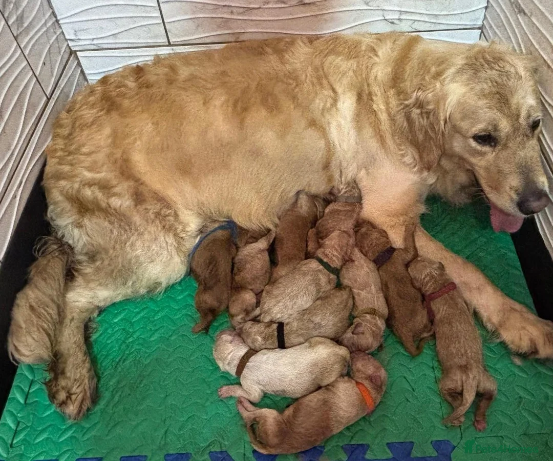 Goldendoodle dogs for sale: Last Girl F1 Goldendoodle - Health Tested Parents - Advert 9