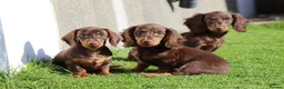 Dachshund dogs for sale: MINIATURE DACHSHUND PUPPIES FOR SALE - Advert 6