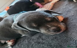 Mixed Breed dogs for sale: American Bulldog Cross Staffy puppies  - Image 23