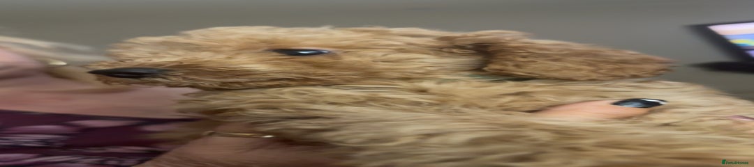 Toy Poodle Puppy 6
