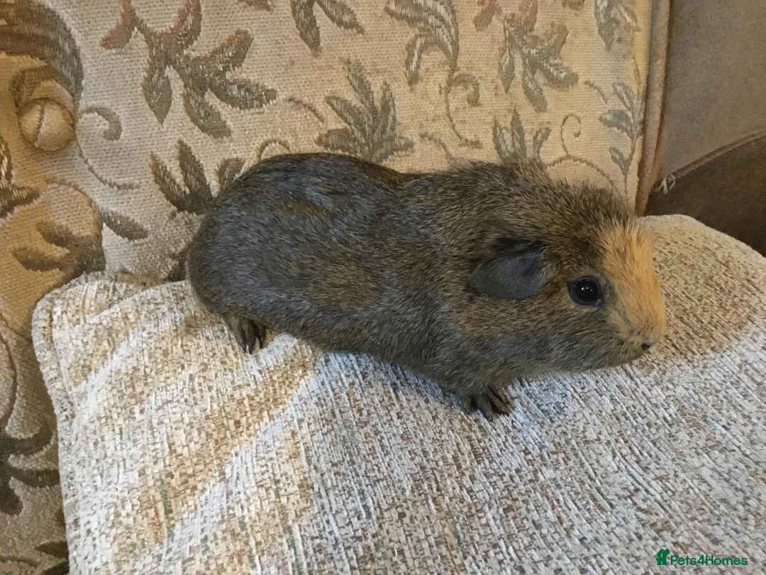 Guinea Pig rodents for sale: Selection of baby females  - Advert 5