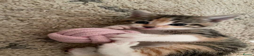 STC_ Pink collar