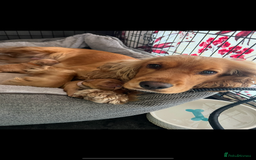 Cocker Spaniel dogs for sale: Meet Daisy – looking for her forever home❤️ - Advert 11