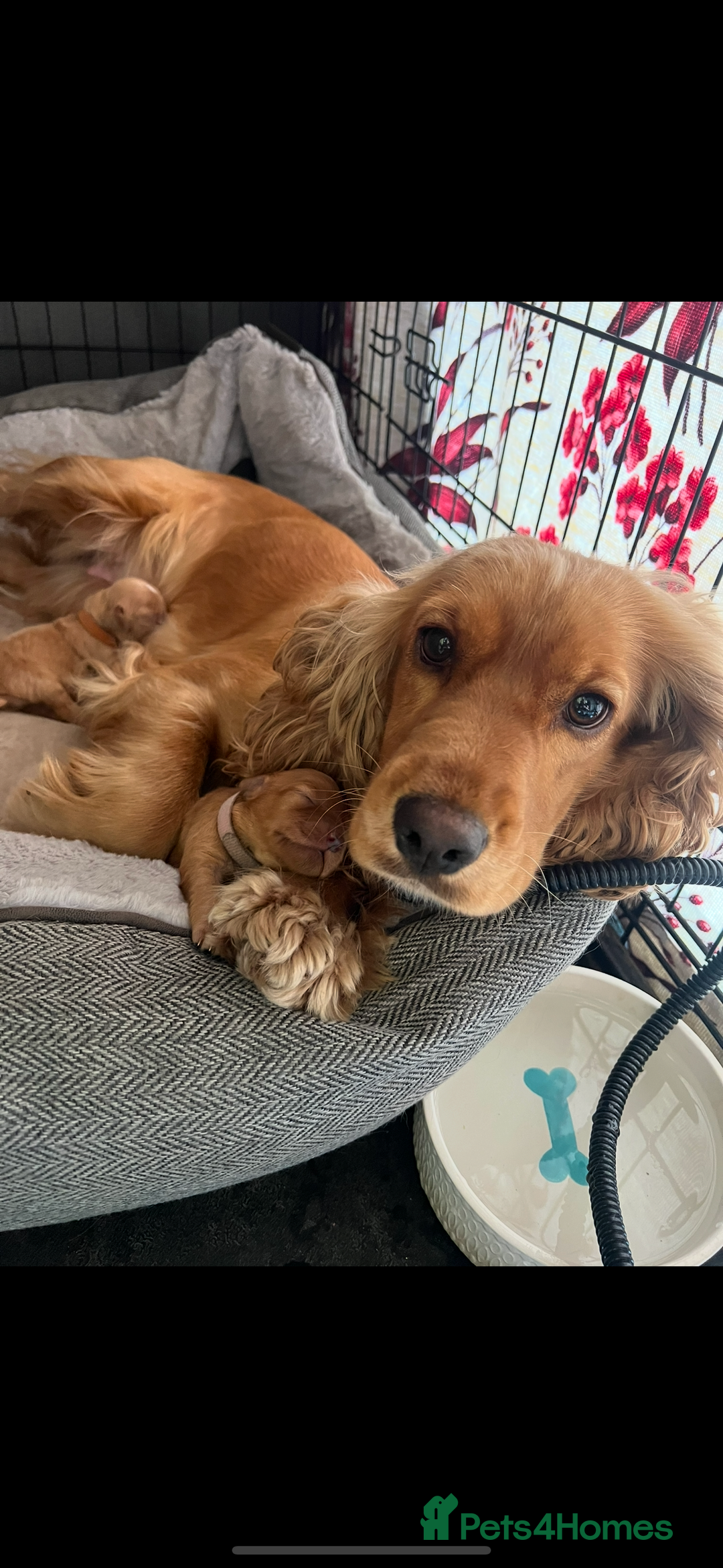 Cocker Spaniel dogs for sale: Meet Daisy – looking for her forever home❤️ - Advert 11