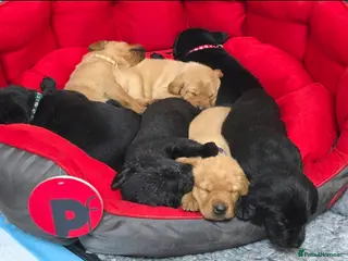 Labrador Retriever dogs RKC registered Labrador puppies - Advert 1