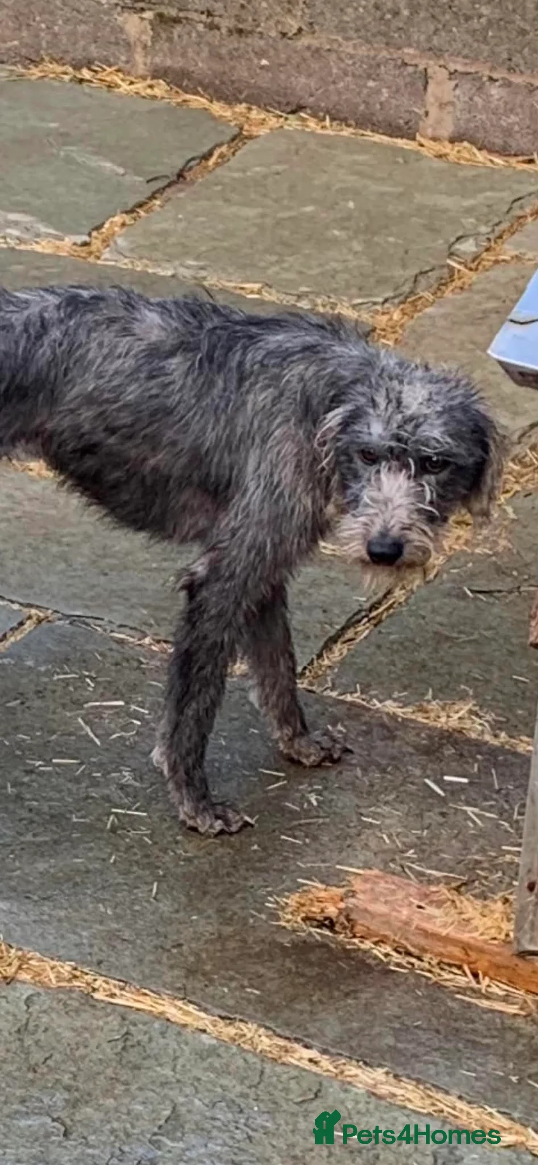 Mixed Breed dogs for sale: 11 beautiful bedlington whippet puppies - Advert 2