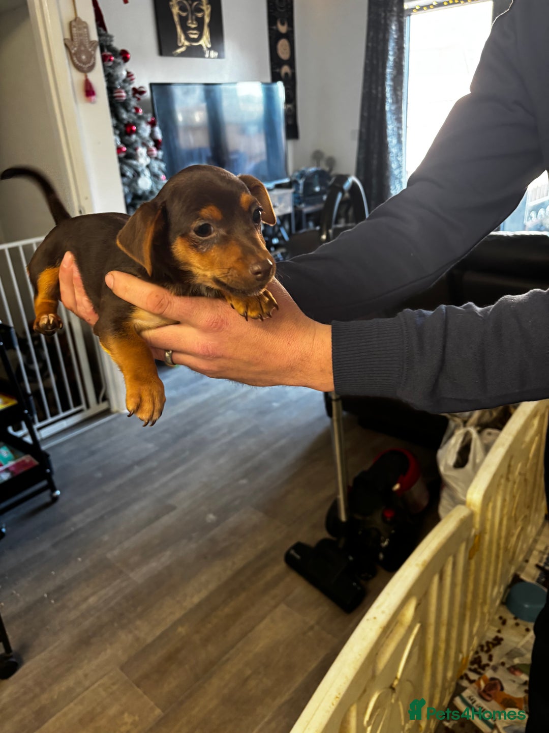 Jack Russell dogs for sale: Beautiful miniature pure Jack Russell’s  - Advert 6