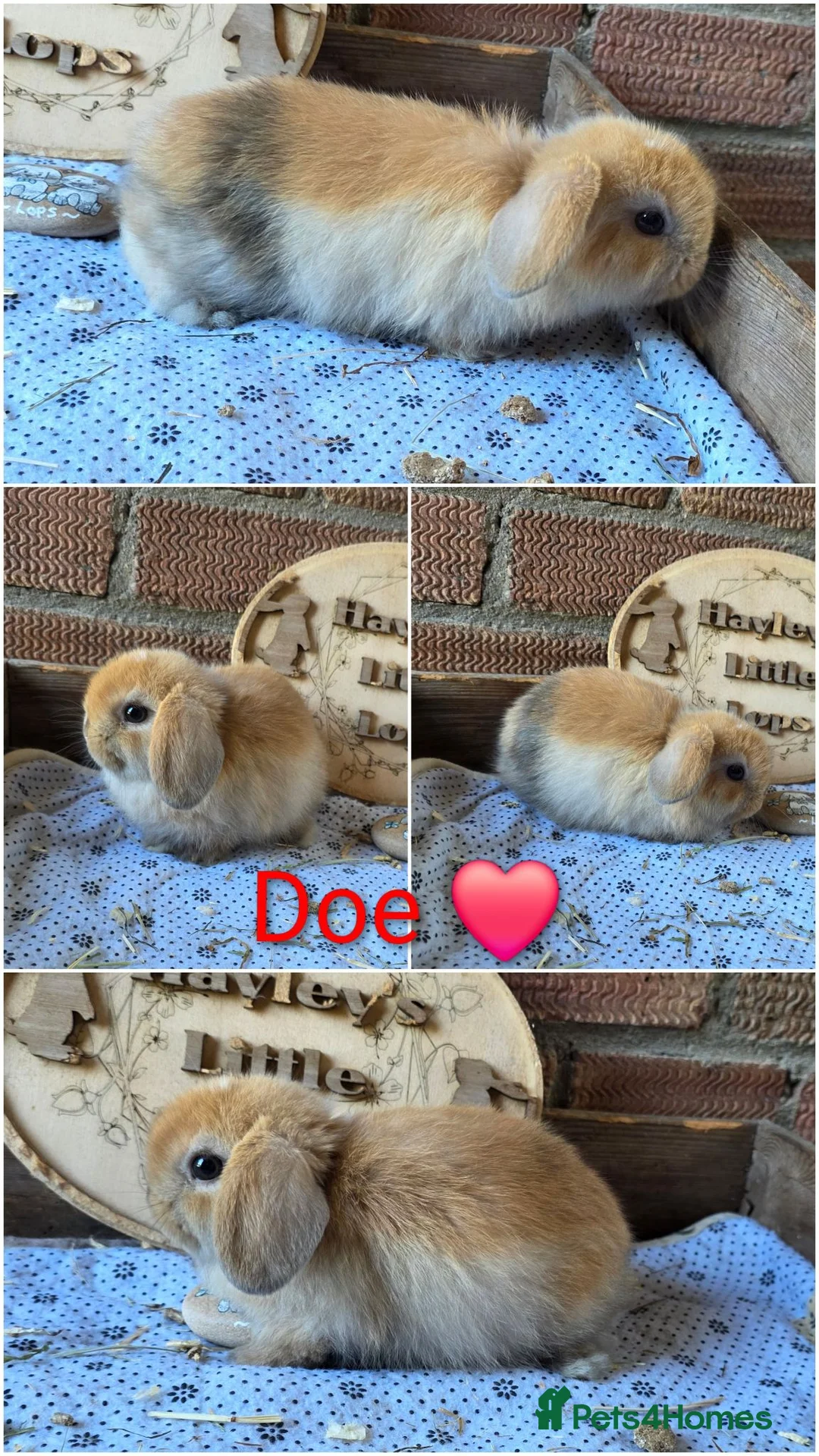 Mini Lop rabbits for sale: Gorgeous pure breed mini lops  - Advert 13