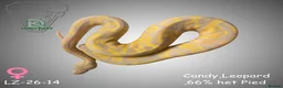Python Snake reptiles for sale: Candy-Leo-66% het Pied Female - Advert 1
