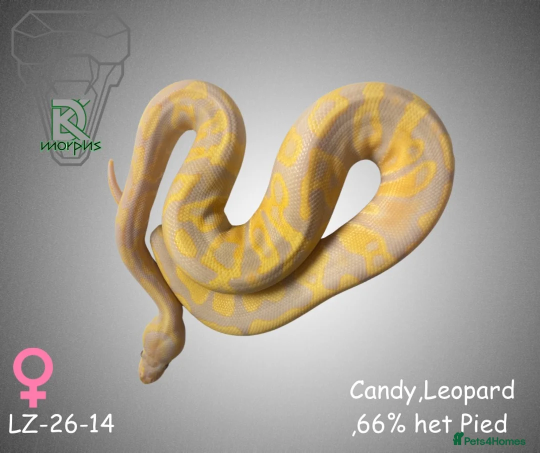 Python Snake reptiles for sale: Candy-Leo-66% het Pied Female - Advert 1