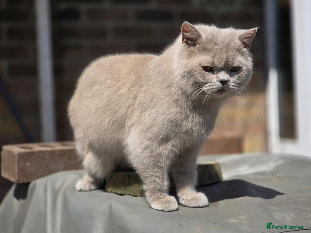 British Shorthair cats for stud: Beautiful lilac boy available for stud duties  - Advert 1