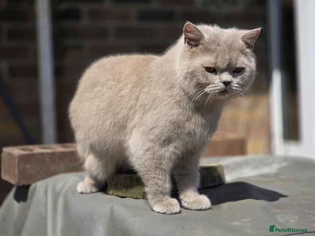 British Shorthair cats Beautiful lilac boy available for stud duties - Advert 8