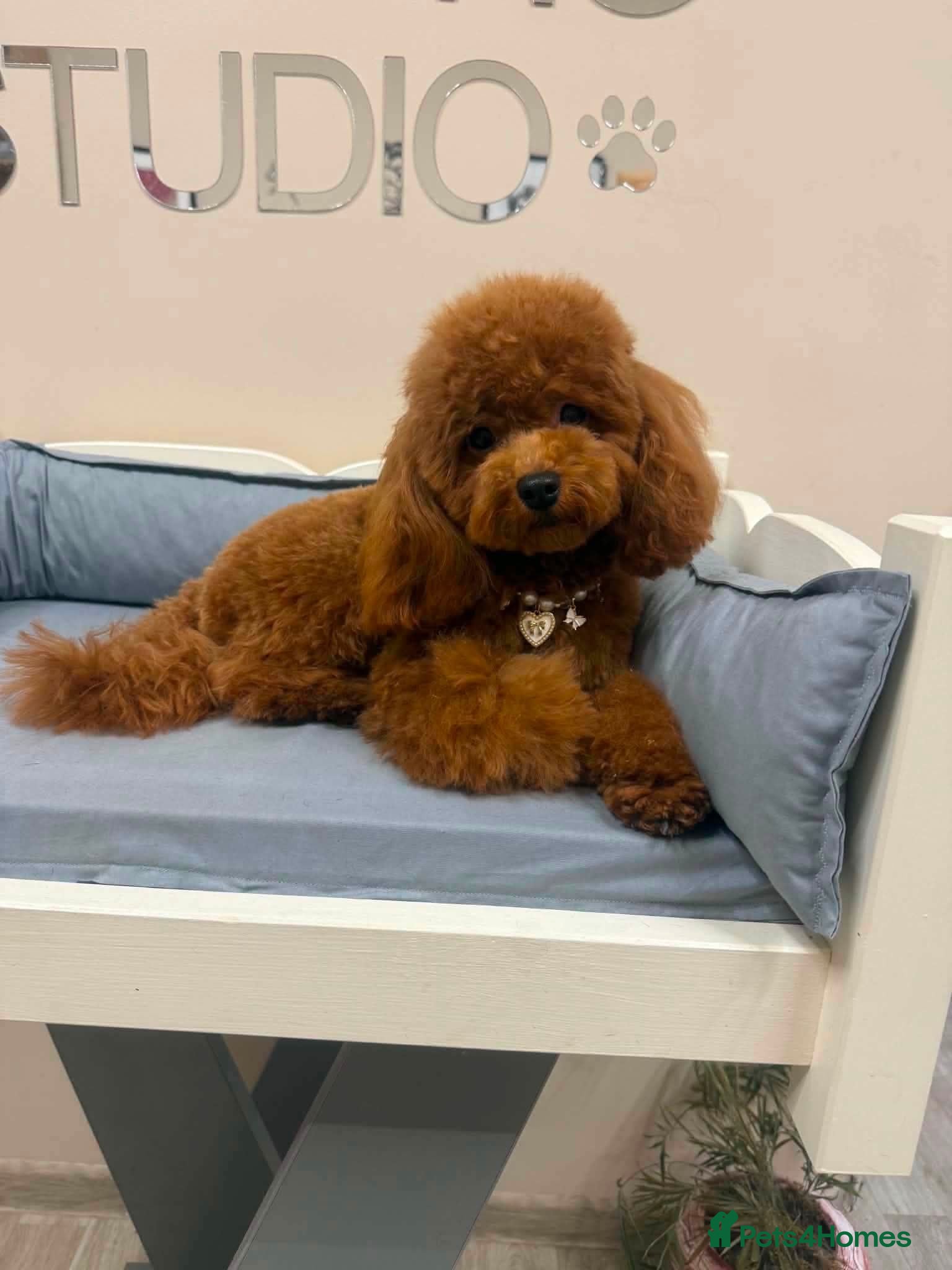 Toy Poodle dogs Toy poodle - Advert 1