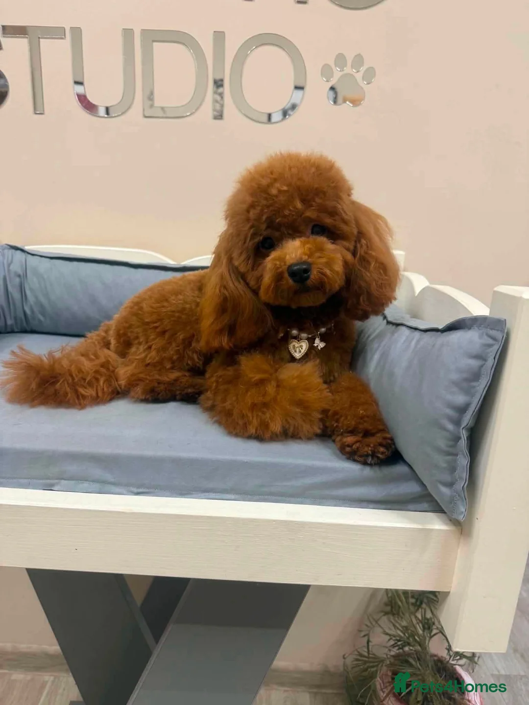 Toy Poodle dogs for sale: Toy poodle in London - Advert 1