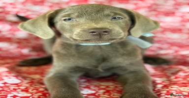 Labrador Retriever dogs - Advert 5