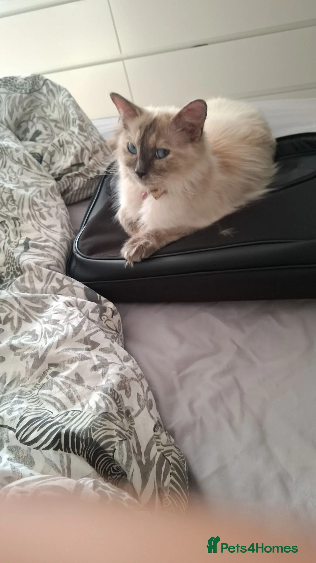 Ragdoll cats for sale: Beautiful ragdolls available NOW - Advert 2