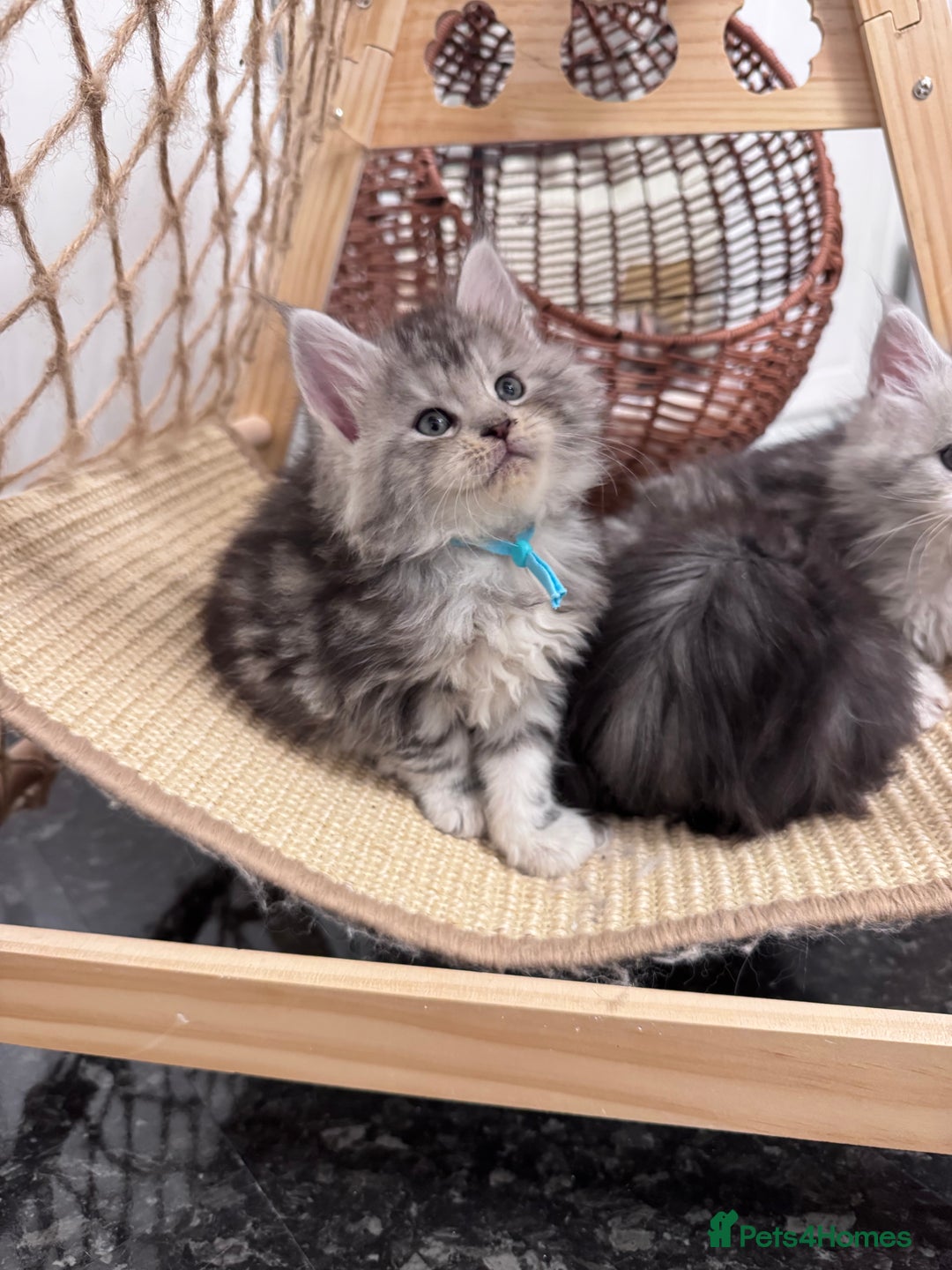 Maine Coon cats for sale: 🌟🌟Beautiful Maine Coon kittens🌟🌟 - Advert 4