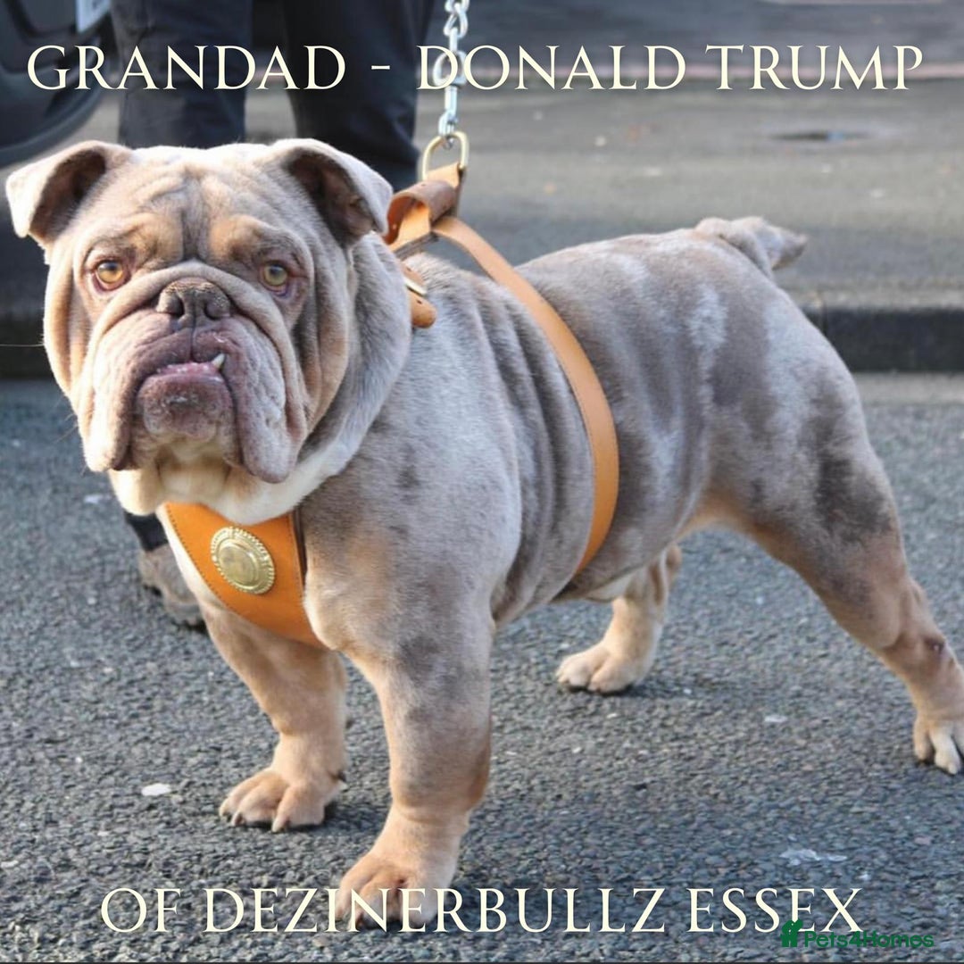 English Bulldog dogs for sale: English Bulldog Puppies Coloured  - Advert 6