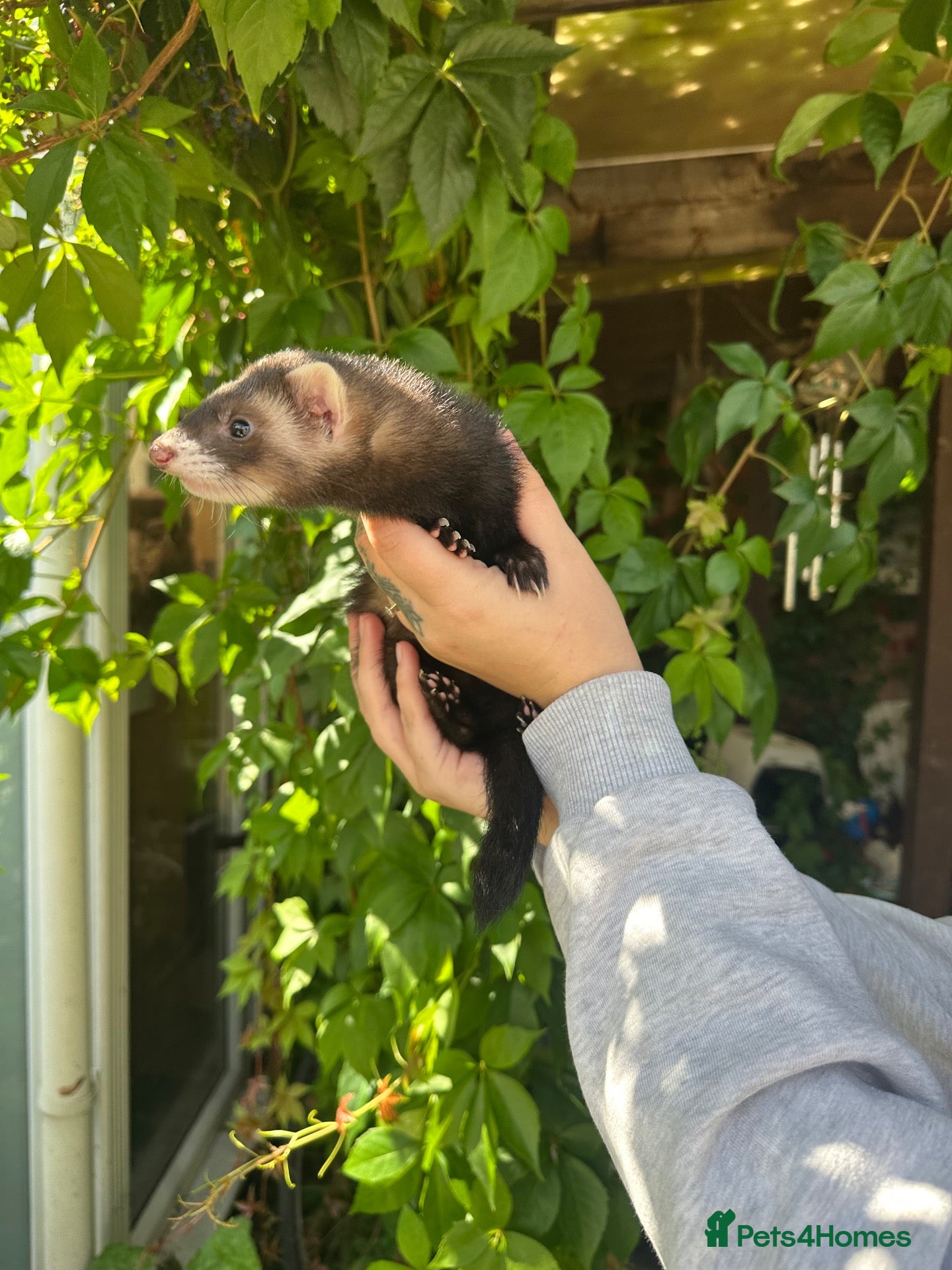 Ferret rodents Beautiful micro ferrets  - Advert 1