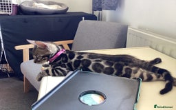 Bengal cats for sale: Bengal kittens READY NOW TICA reg pedigree  in Blandford Forum - Image 19