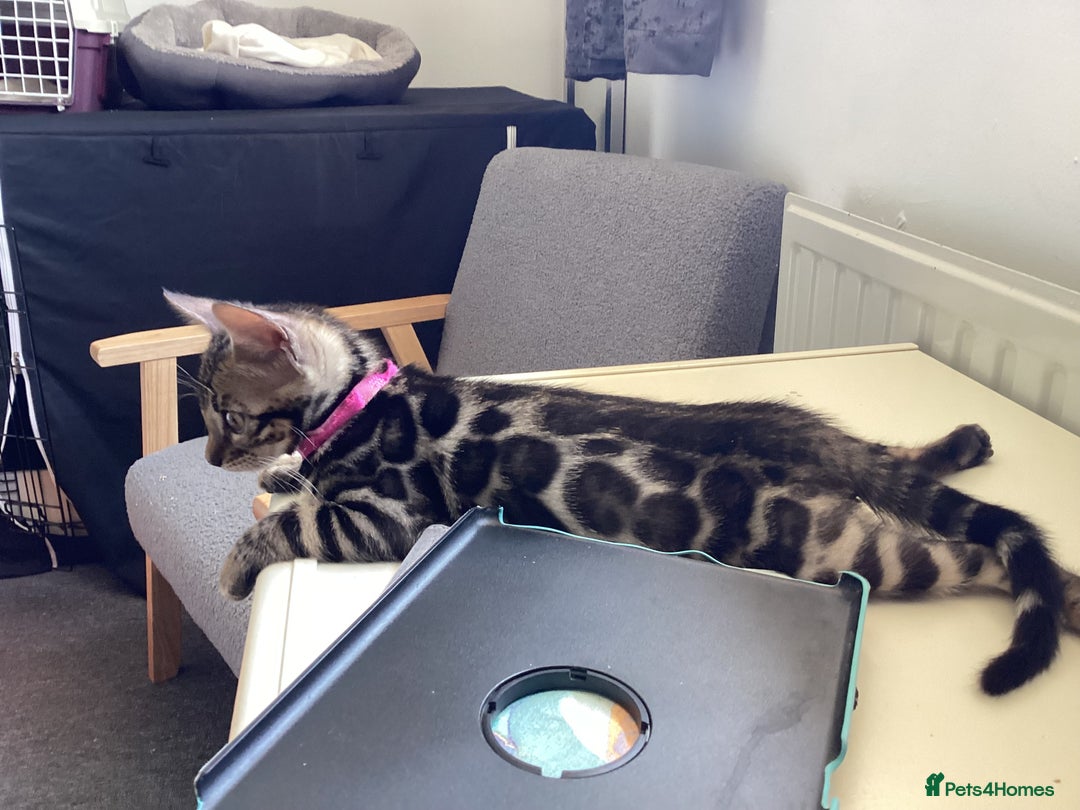 Bengal cats for sale: Bengal kittens READY NOW TICA reg pedigree  in Blandford Forum - Image 19