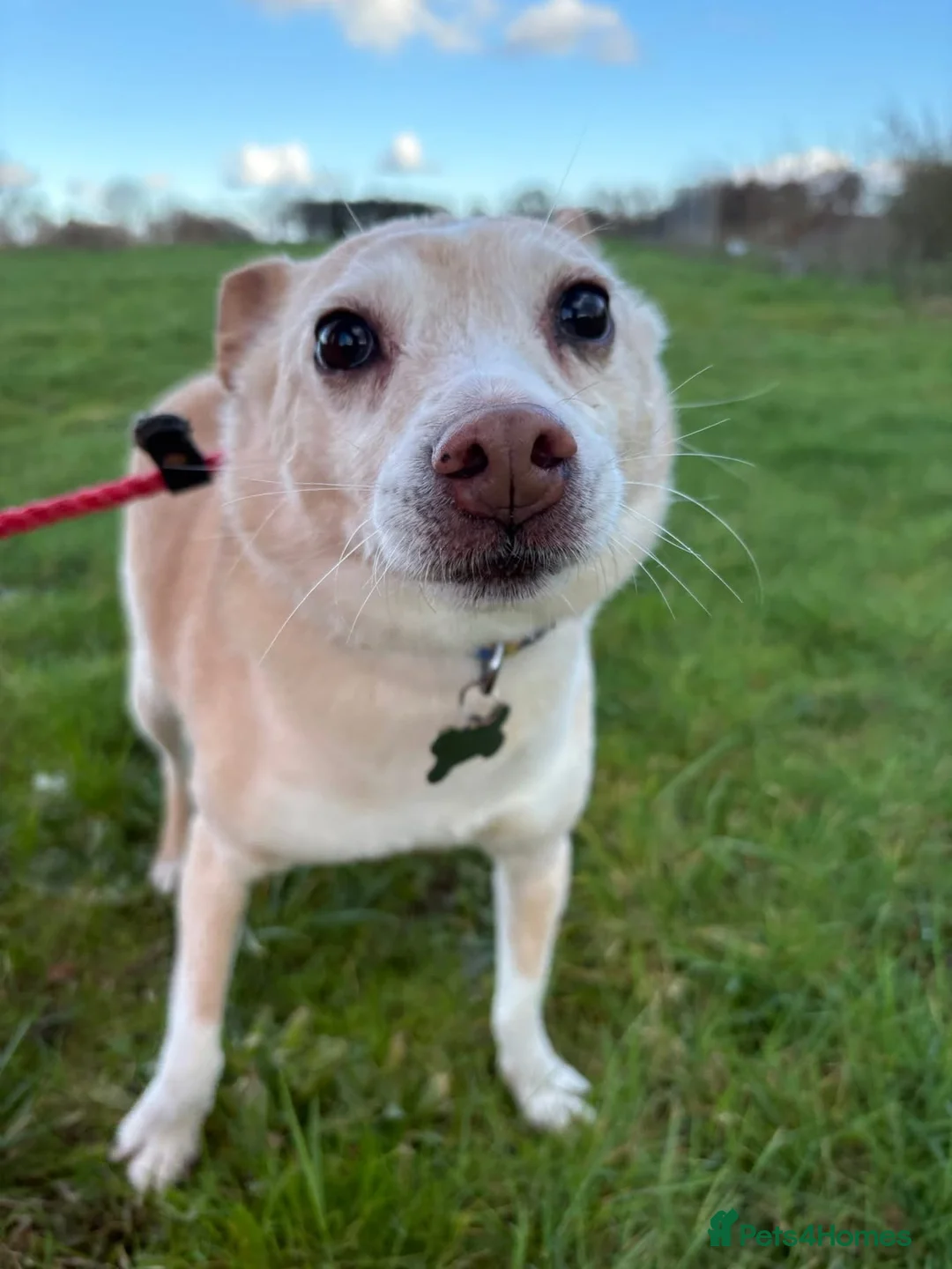 Mixed Breed dogs for adoption: Paddy - Hempnall Norfolk  - Advert 16