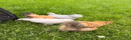 Mixed Breed birds for sale: 4 Check in Liverpool - Advert 5