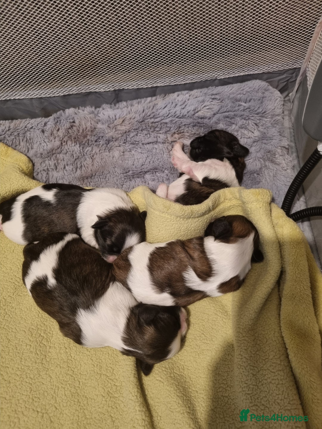 Shih Tzu dogs for sale: Shih tzu pups - Advert 9