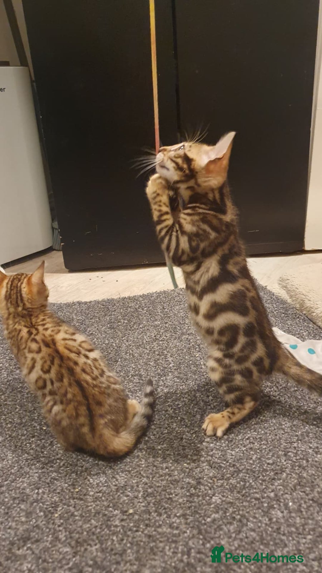 Bengal cats for sale: 🔥✨Pedigree TICA-Registered Bengals - Advert 15